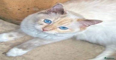 Ragdoll cats - Advert 8