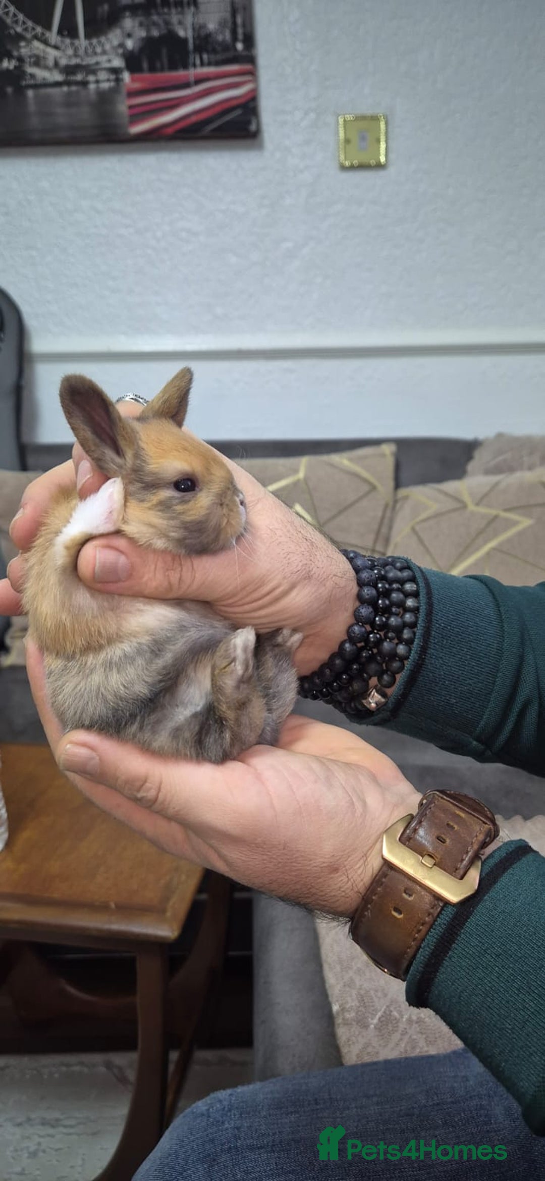 Mixed Breed rabbits for sale: 3 weeks old so cute 💕 - Advert 5
