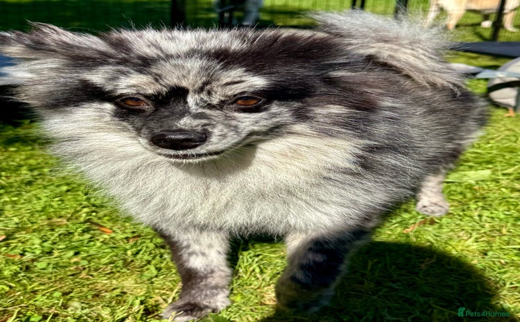 Pomeranian dogs - Advert 12