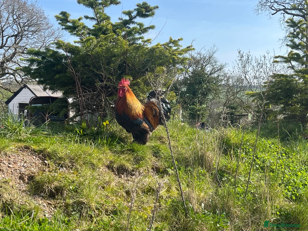 Chickens poultry for sale: X5 pekin bantam cockerels  - Advert 1