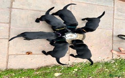 Labrador Retriever dogs for sale: Black Working Lab Puppies  - Image 7