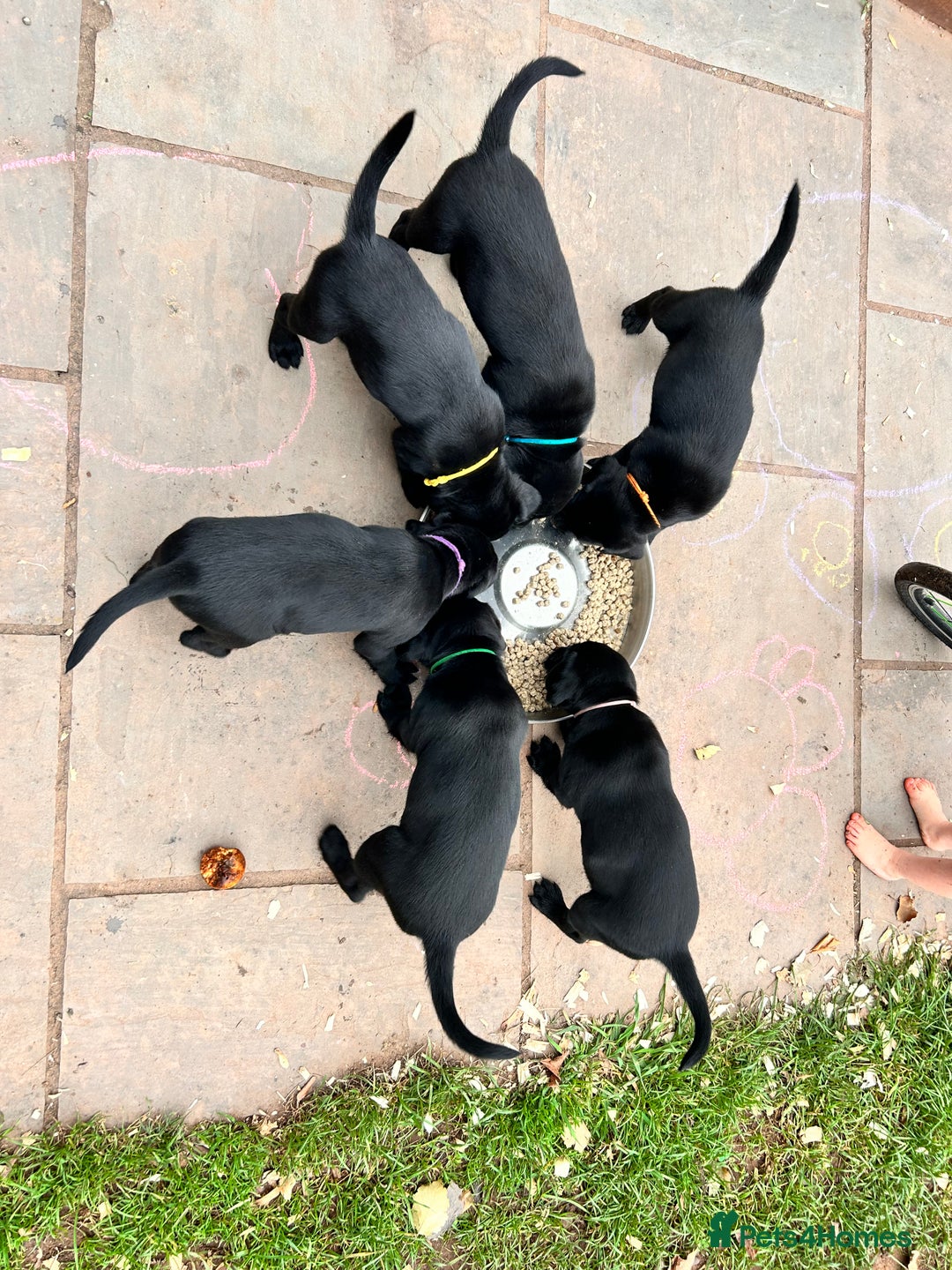 Labrador Retriever dogs for sale: Black Working Lab Puppies  - Image 7