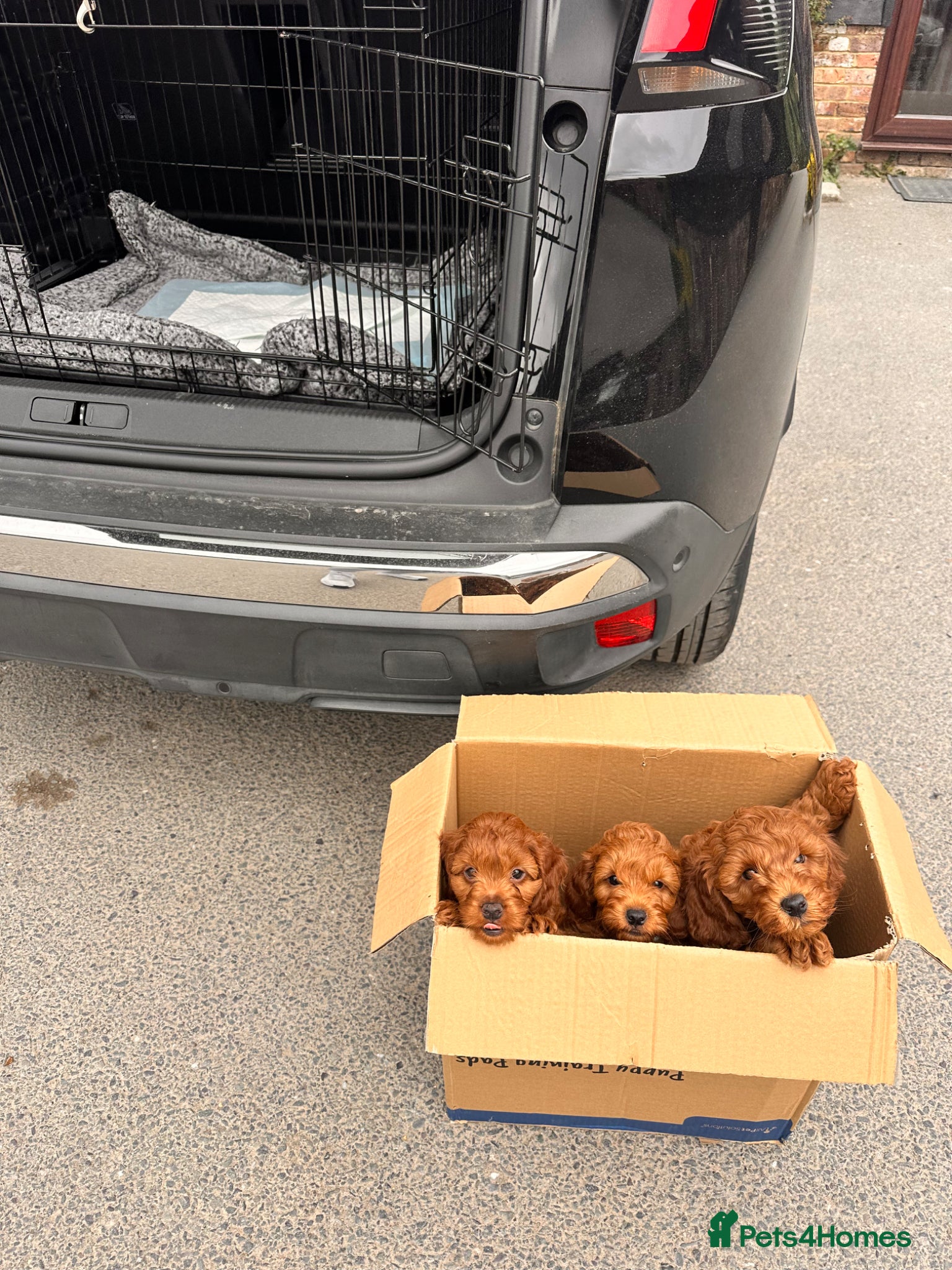 Cockapoo dogs Price reduced: 1 boy 💙 left, ready to leave.  - Advert 2