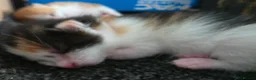 Mixed Breed cats for sale: 5 beautiful fluffy kittens - Advert 14