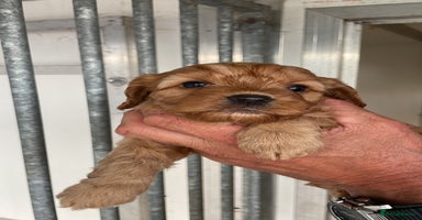 Cockapoo dogs - Advert 13