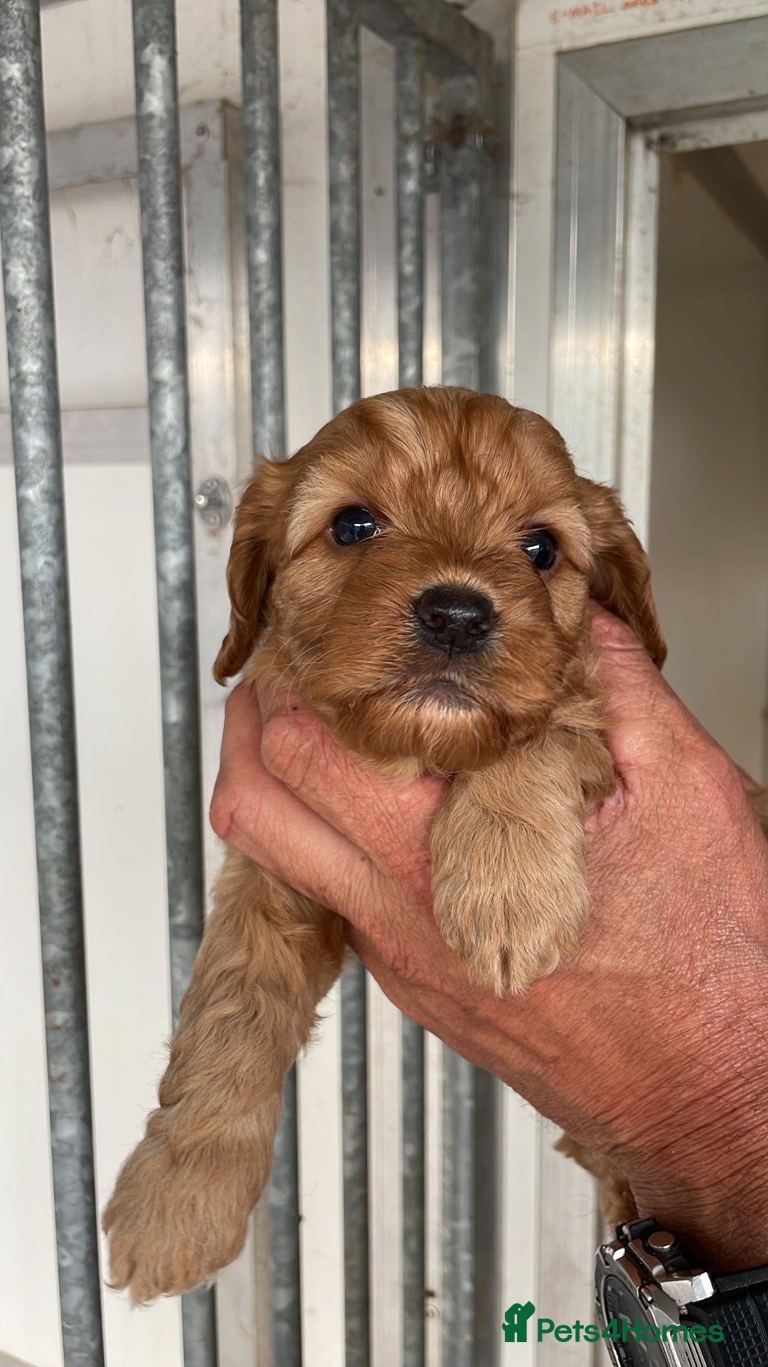 Cockapoo dogs for sale: Stunning DNA Health tested Cockapoos puppies - Image 2