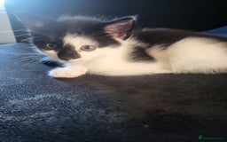 Mixed Breed cats for sale: Fluffy kittens  - Image 11