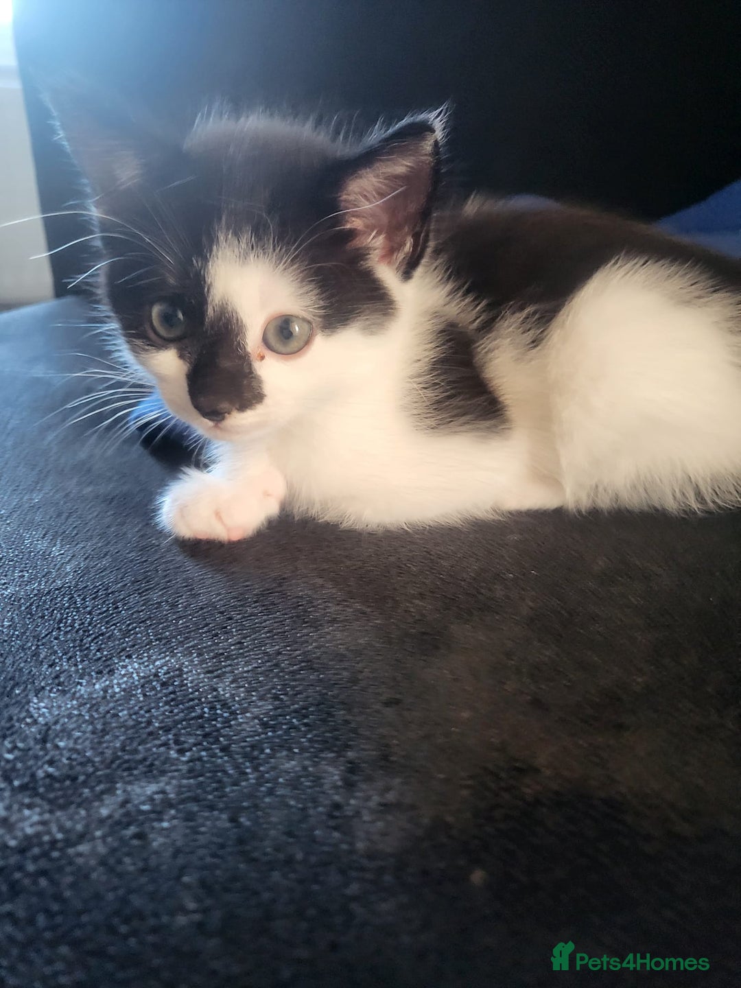 Mixed Breed cats for sale: Fluffy kittens  - Image 11