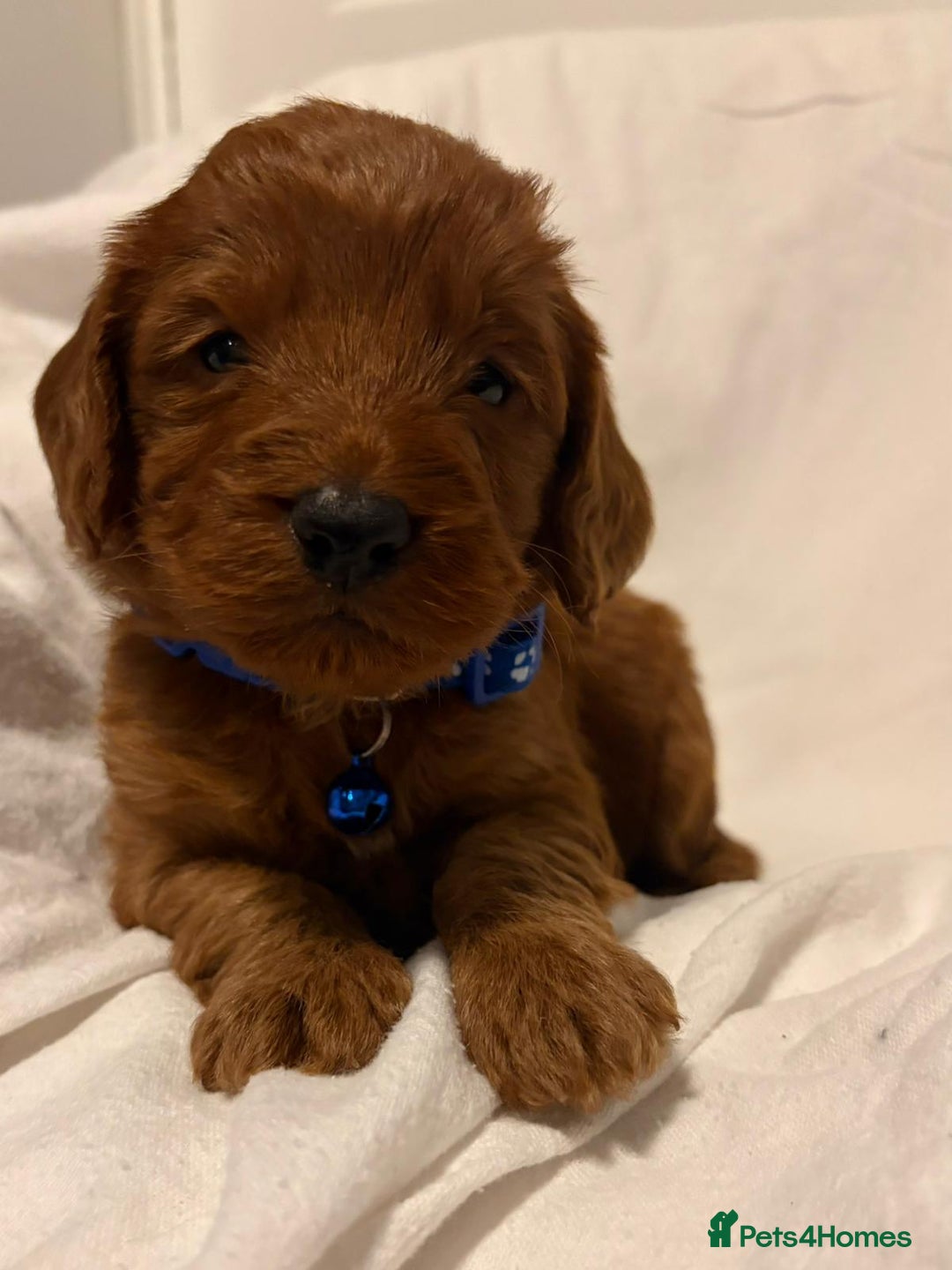 Cockapoo dogs for sale: Deep Red Cockapoos - Advert 1