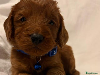 Cockapoo dogs Deep Red Cockapoos - Advert 1