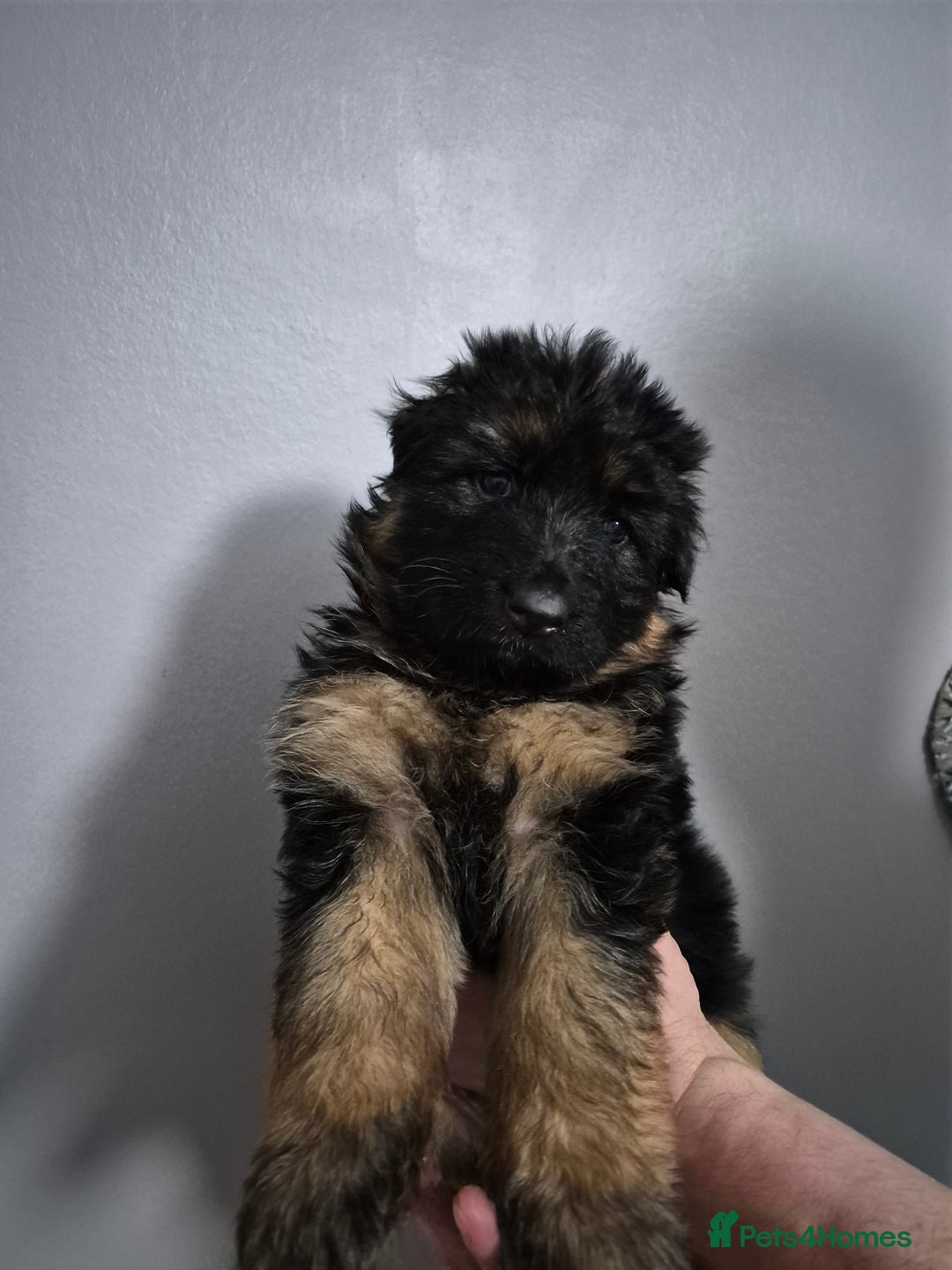 German Shepherd dogs for sale: German Shepherd  - Advert 11