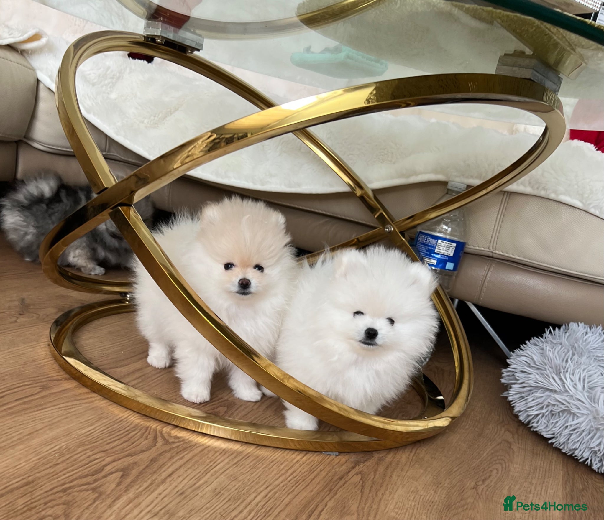 Pomeranian dogs MAGICAL PURE POMERANIAN KC - Advert 1