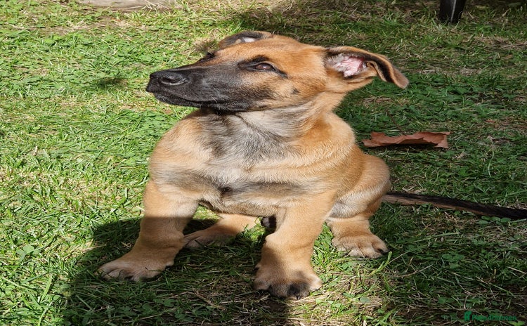 Belgian Shepherd Dog dogs - Advert 2