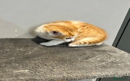 Mixed Breed cats for sale: Mixed kittens ginger calico tabby - Image 12