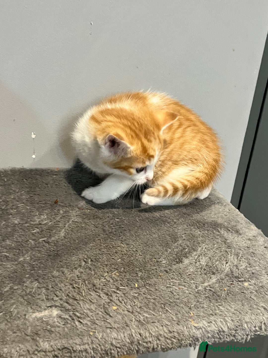 Mixed Breed cats for sale: Mixed kittens ginger calico tabby - Image 12