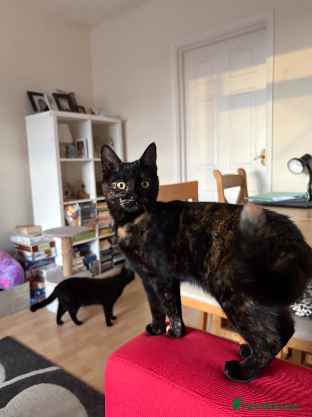 British Shorthair cats for sale: Kitten in Newbury - Advert 2