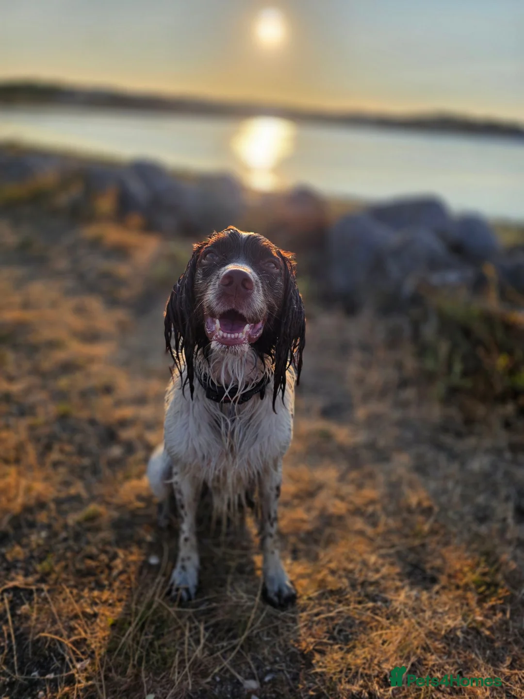 English Springer Spaniel dogs for stud: English Springer Spaniel.Proven.GGS of Helmsway  - Advert 2