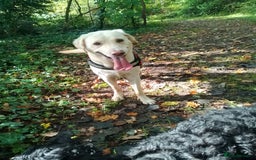 Mixed Breed dogs for sale: Emotional support cockapoo/Labrador puppies - Image 10