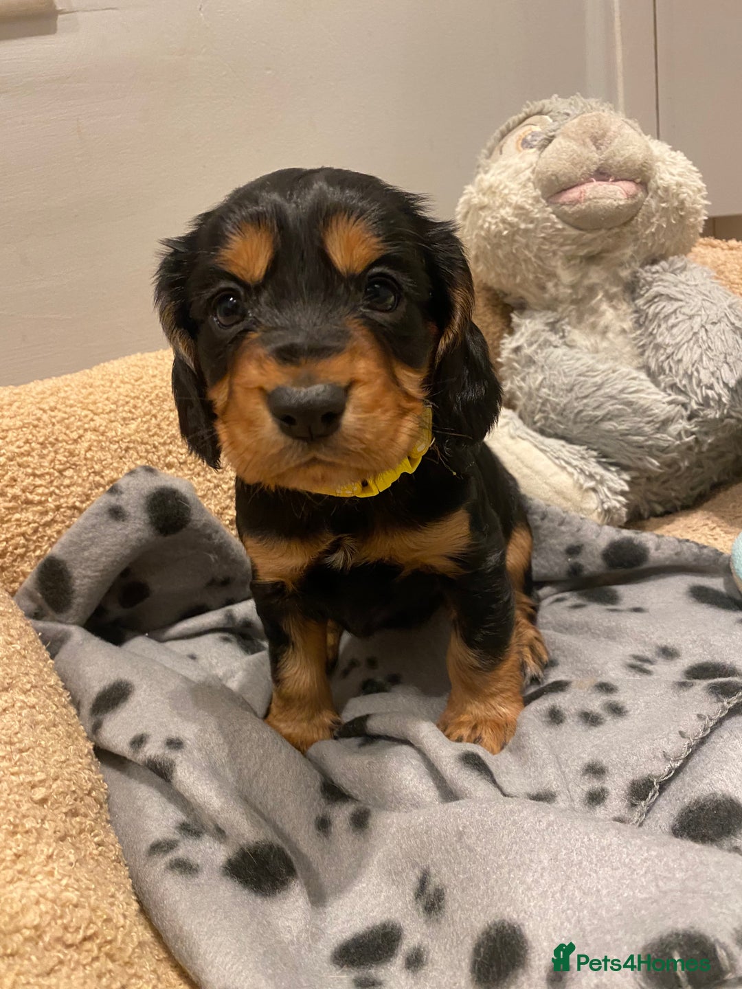 Cocker Spaniel dogs for sale: 2X cocker spaniel pups left  - Advert 2