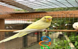 Budgerigars birds for sale: Beautiful Baby Budgies - Image 8