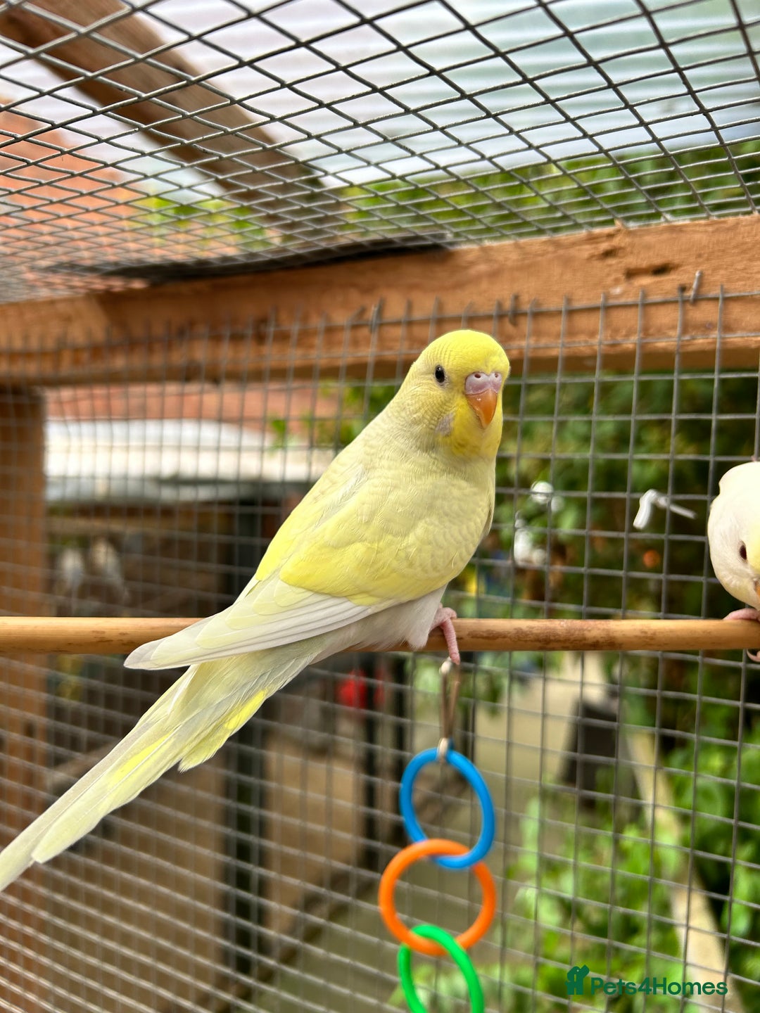 Budgerigars birds for sale: Beautiful Baby Budgies - Image 8