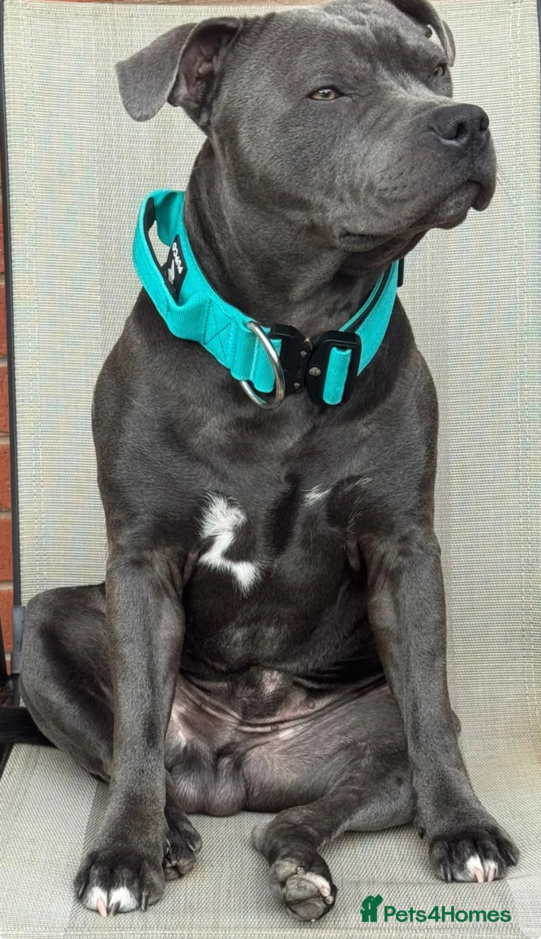 Staffordshire Bull Terrier dogs for stud: KC Registered Blue Staff Stud includes A.I in Liverpool - Advert 11