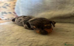 Miniature Dachshund dogs for sale: Lovely Mini Daschunds Looking For A Forever Sofa - Image 3