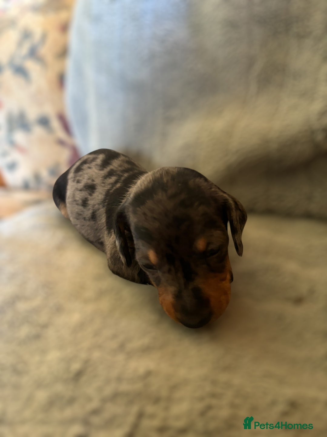 Miniature Dachshund dogs for sale: Lovely Mini Daschunds Looking For A Forever Sofa - Image 3
