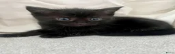 Ragdoll cats for sale: Super affectionate calm well handled ragdoll x boy - Advert 11
