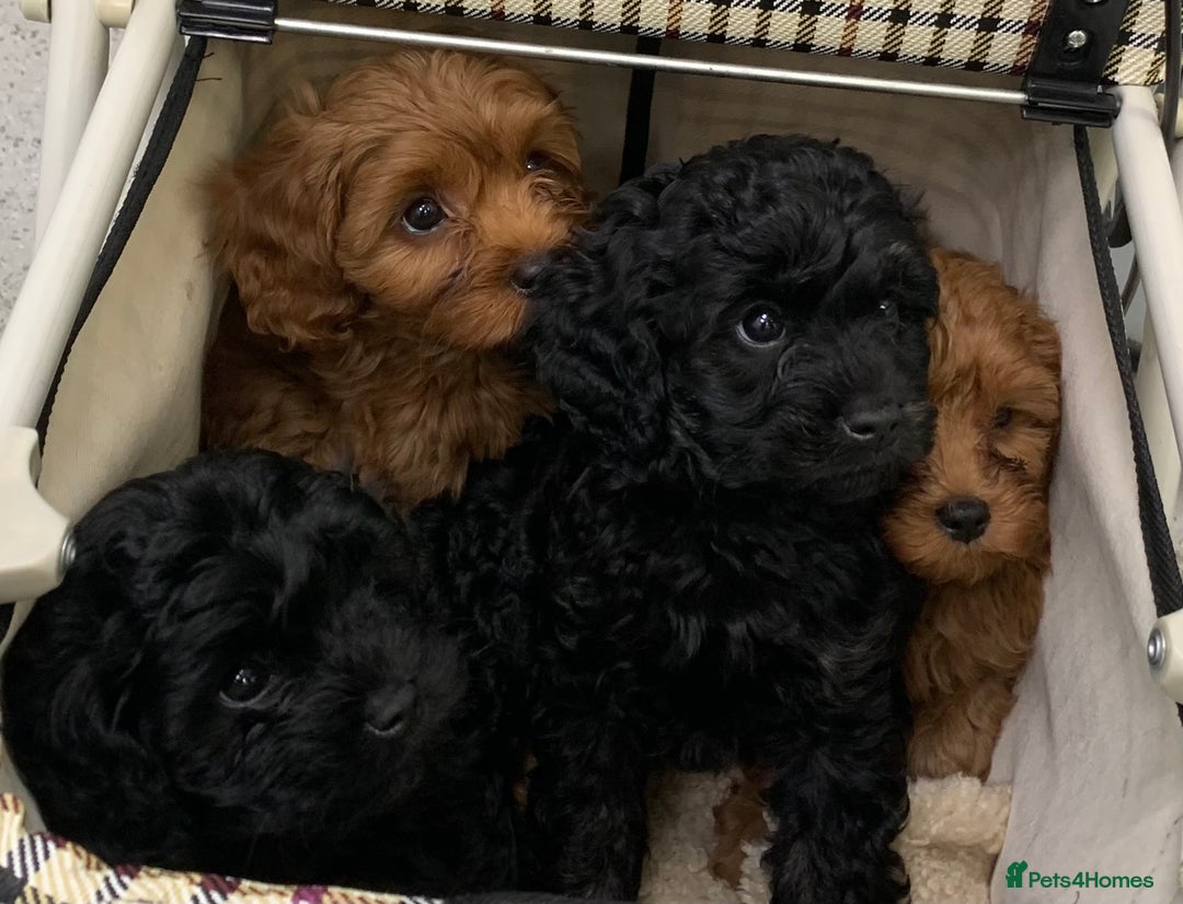 Cavapoo dogs for sale: Stunning premium F1 Cavapoos 🥰 DNR tested parents - Image 6