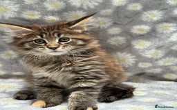 Maine Coon cats for sale: Pedigree Maine Coon Kittens - TICA Registered  - Image 6
