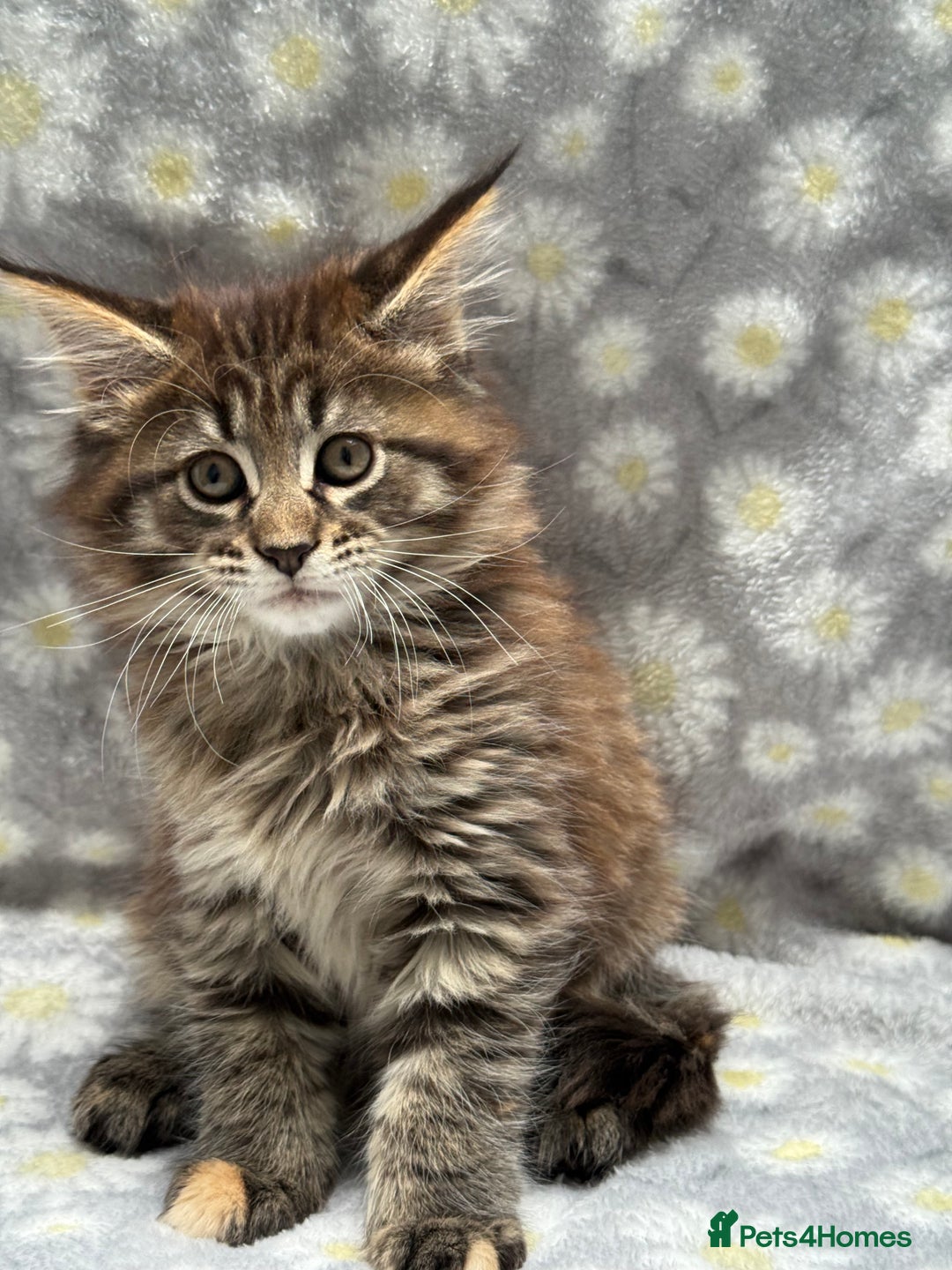 Maine Coon cats for sale: Pedigree Maine Coon Kittens - TICA Registered  - Image 6