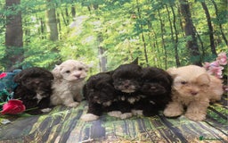 Shihpoo dogs for sale: F1 TOY SHIHPOO puppies, platinum choc champagne - Image 11