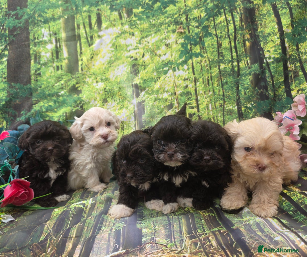 Shihpoo dogs for sale: F1 TOY SHIHPOO puppies, platinum choc champagne - Image 11