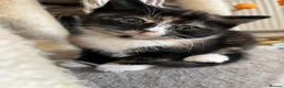 Mixed Breed cats for sale: Stunning MixedBreed Calico & TortoiseShell Kittens - Advert 12