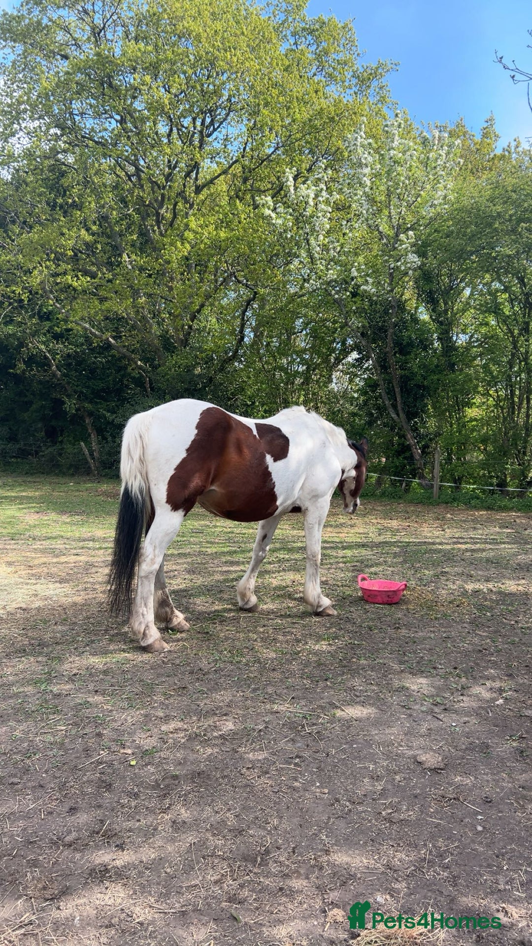 Irish Sports horses for sale: 🔆PROJECT HORSE SELLING FROM FIELD 🔆 - Advert 2