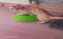 Bengal cats for sale: Bengal kittens (Tica regi.) 2 boys left - Image 11