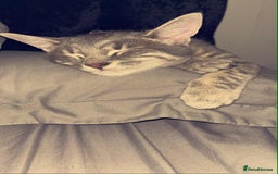 Domestic Shorthair cats for sale: Beautiful boys for sale  - Image 8