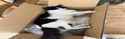Turkish Angora cats for sale: Lucky  in Wishaw - Advert 6