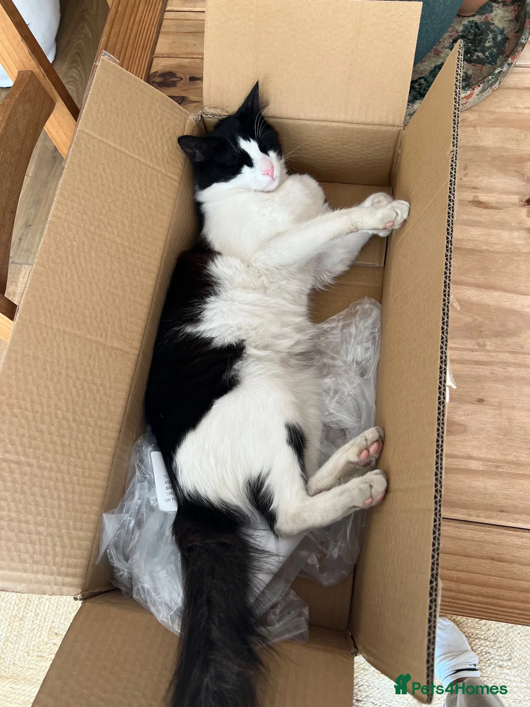 Turkish Angora cats for sale: Lucky  in Wishaw - Advert 6