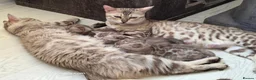 Bengal cats for sale: Rare Cashmere & Short Hair Bengals  - Advert 2