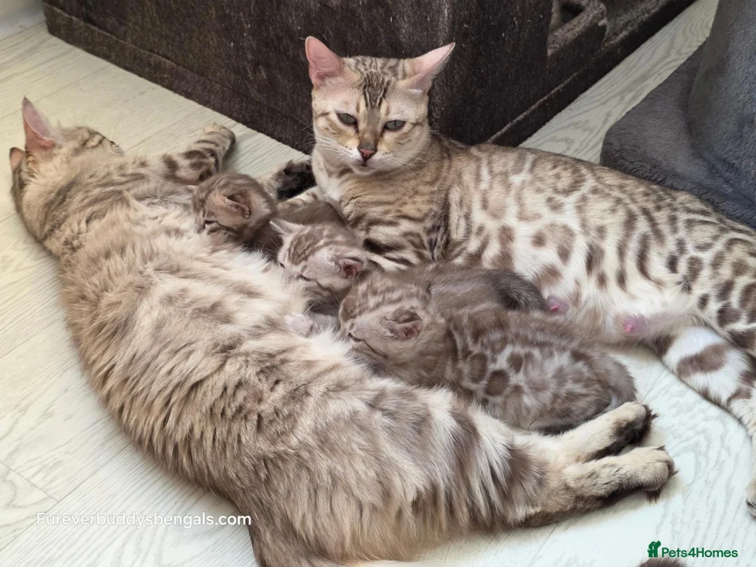 Bengal cats for sale: Rare Cashmere & Short Hair Bengals  - Advert 2
