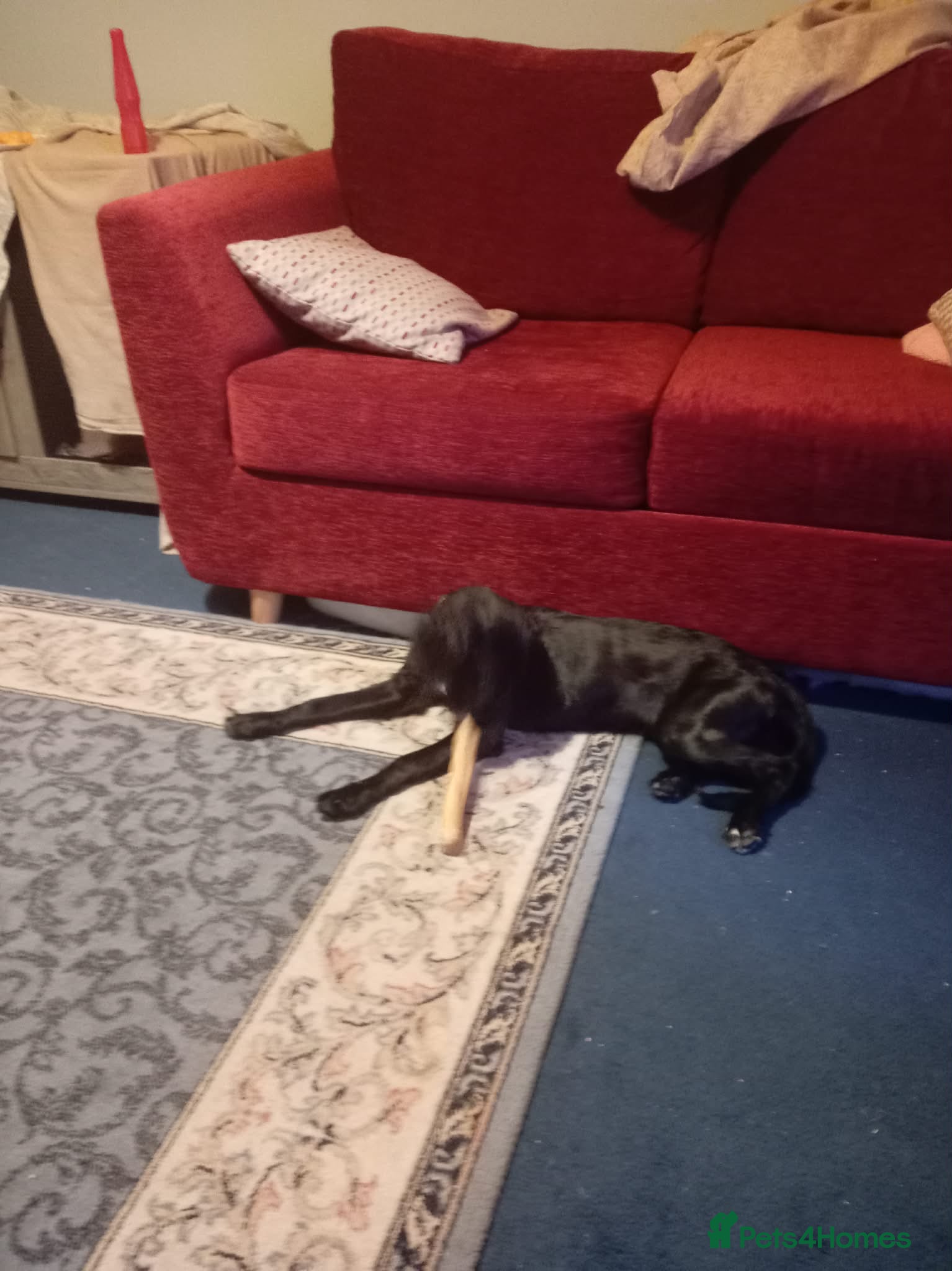 Mixed Breed dogs saluki cross  - Advert 1