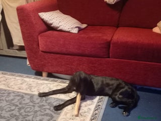 Mixed Breed dogs saluki cross - Advert 1