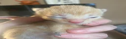 Mixed Breed cats for sale: 🐾 Adorable ginger kittens for sale, Chester 🐾  - Advert 31