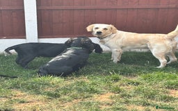 Mixed Breed dogs for sale: Spangold retrievers in Stourport-on-Severn - Image 5