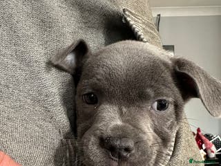 Staffordshire Bull Terrier dogs *1 girl ready to leave*BLUE KC*BULLSCAFF BLOODLINE - Advert 11