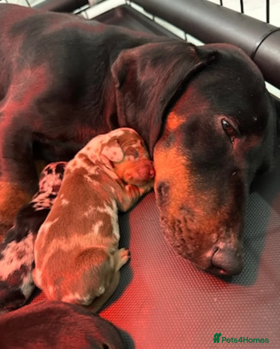 Dachshund dogs for sale: Beautiful Dachshund Puppies  - Advert 14