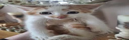 Mixed Breed cats for sale: Four little kittens  - Advert 5