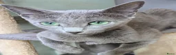 Russian Blue cats for sale: Affectionate Lap Kittens – Pedigree TICA - Advert 4